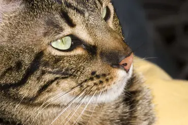 Ocicat, nové krásné plemeno: kočka se skvrnitou srstí a skvělou povahou