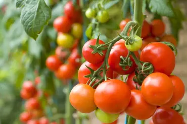 Jak správně zaštipovat rajčata, abyste zabránili plísni