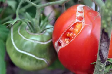 Jaké jsou nejnebezpečnější choroby rajčat: Tady je návod, jak se chránit