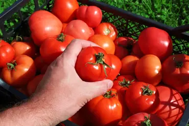 Nejlepší hnojivo na rajčata končí v odpadu a je to škoda: Rajský životabudič