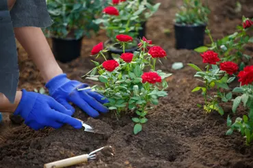 Co zasadit k růžím, abyste je dokonale ochránili před chorobami a škůdci