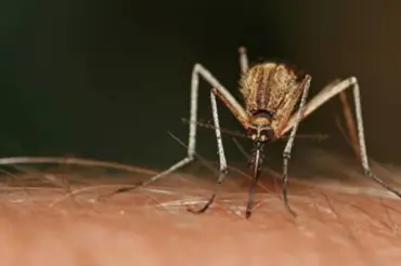 Přírodní repelenty: Voňavá ochrana před komáry