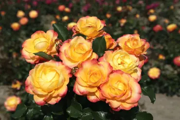 Růže v barvě slunce: Proč jsou do zahrady lepší než ostatní a které druhy zvolit