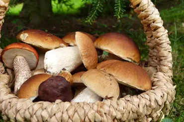 Všechny bedly jsou jedlé a houby způsobují rakovinu. Znáte houbařské mýty?