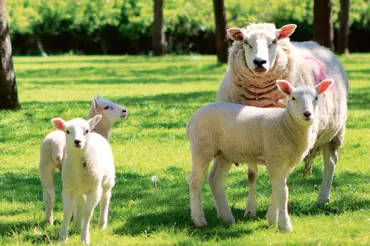 Pořiďte si místo sekačky ovci nebo kozu. Proč? Je to překvapivě praktické