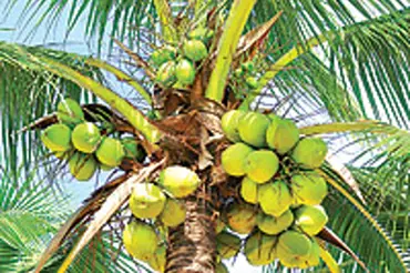 Tajemství kokosového ořechu