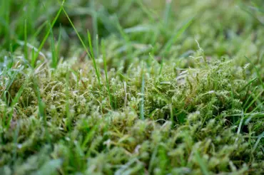 Otravný mech už trávníkem prorůstat nebude: Problém odstraní zelená skalice i soda