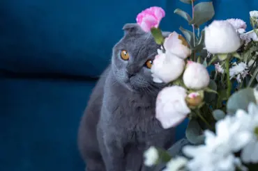 Tato řezaná květina může vaši kočku otrávit: Stačí, aby si jen trochu lízla pylu