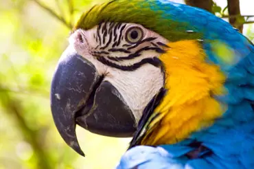 Naučíme papouška mluvit?