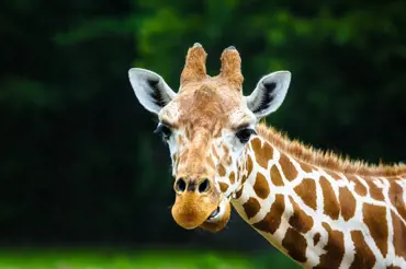 Jak to funguje v zoo: Místo kastrace berou některá zvířata antikoncepci