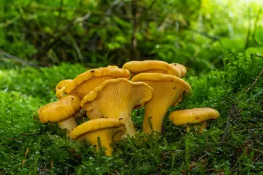 Kde v Česku aktuálně rostou houby: Které druhy na jakých místech najdete?