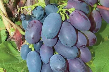 Osvědčené odrůdy révy vinné na pergolu i do skleníku