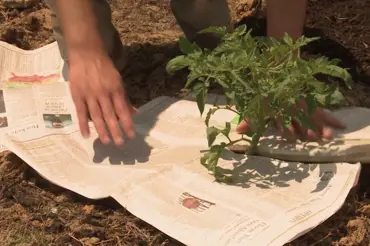 Chytrý trik s novinami, který vaši zahradu zachrání před plevelem
