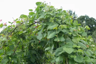 Fazol šarlatová: Díky ní získáte zelené lusky, zdravé fazole i okrasnou rostlinu na zahradu