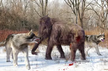 Pravlk: Vlci v pravěku nevypadali tak "dobrácky" jako dnes. Obří monstra vraždila mamuty i lidi