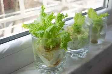 Jak saláty a rajčata pěstovat jen ve sklenici vody na parapetu