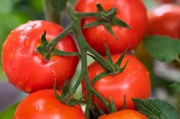 Pěstování rajčat bude snažší než jindy: Zvyšte úrodu s těmito osvědčenými tipy zkušených pěstitelů
