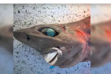 Tento podivný žralok s lidským úsměvem vyděsil potápěče. Ani vědci netuší, jaký je to druh