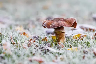 Zimní houbaření: Jaké houby můžete najít v této době a nevadí jim mráz