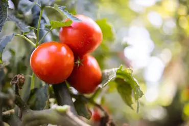 Tyto rostliny vysejte vedle rajčat a budete mít neuvěřitelně dobrou sklizeň