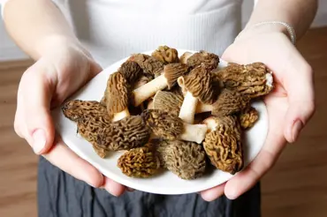Které jedlé houby můžete sbírat v březnu? Jsou plné vitaminů a snadno je poznáte