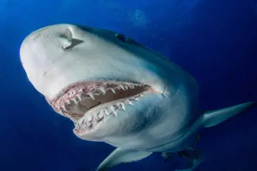 Vědci našli 91 milionů let starou kostru žraloka. Podívejte se na zabijácké zuby