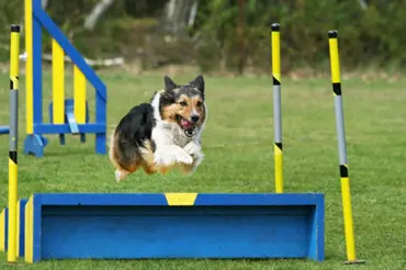 Agility, dogfresbee, flyball: Sportujte se psem pro radost vás obou!