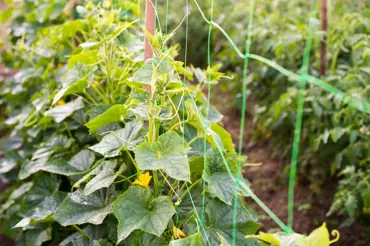 Pěstování okurek na síti: Ušetříte místo a ještě získáte mnohem zdravější a kvalitnější plody
