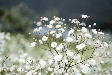 Něžný nevěstin závoj: Jak na bílé závěje půvabných květů téměř bez práce