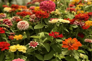 Nejkrásnější podzimní květiny: Které vybrat, aby kvetly až do zimy?
