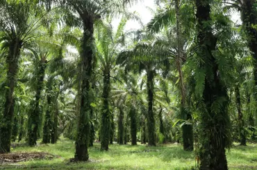 Zázračné palmy: Poslouží na zahradě, u cesty, i v kuchyni