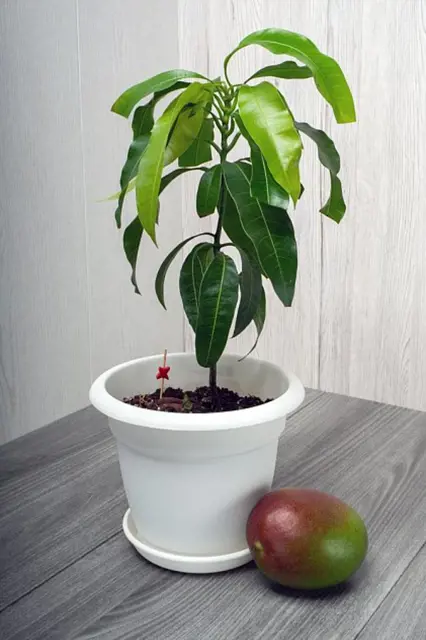 Jak Pestovat Mango