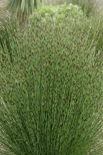 Hubeni Preslicky