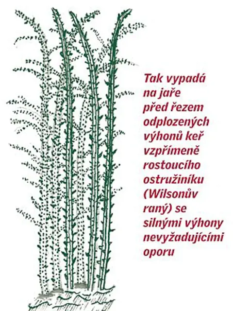Vysadba Ostruzin () Vysadba Ostruzin