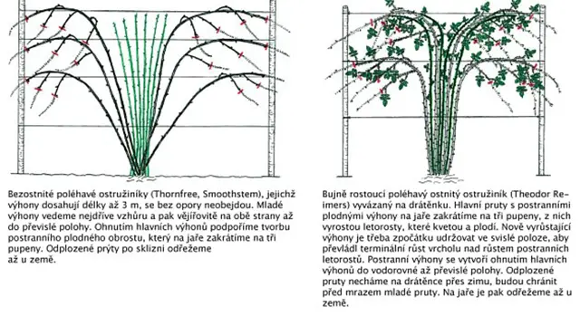 Kdy Strihat Ostruziny (jednou plodících, stříhání ostružin, Tyto výhony, dvouletých výhonech, jednou plodících ostružin) Kdy Strihat Ostruziny