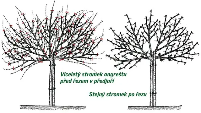 Strihani Angrestu A Rybizu () Strihani Angrestu A Rybizu
