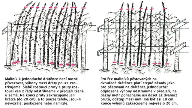 Kdy Strihat Maliny A Ostruziny (následujícím roce, malin ostružin, jednoletých výhonech) Kdy Strihat Maliny A Ostruziny