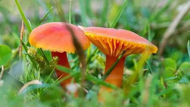 Houby Rostouci Na Zahradach (jedlá houba, houba která, jedlá houba která, důležité nezaměnit, houba která roste) Houby Rostouci Na Zahradach