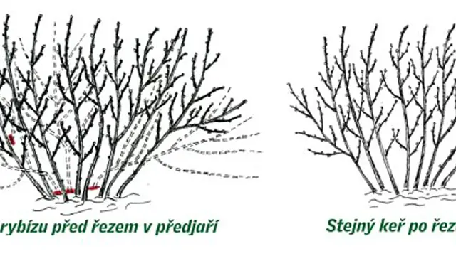 Letni Rez Cerveny Rybiz (letního řezu, výhonů které, budou tvořit) Letni Rez Cerveny Rybiz