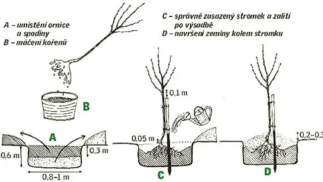 Sazeni Ovocnych Stromu () Sazeni Ovocnych Stromu