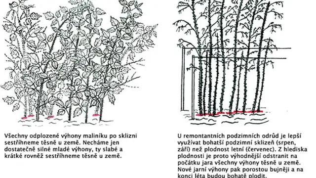 Podzimni Rez Maliniku () Podzimni Rez Maliniku