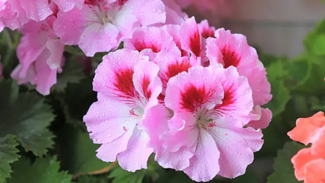 Pelargonie kwitną w najgorętszej porze roku, czyli na przełomie wiosny i lata. Co roku zdobią setki ogrodów, tarasów i balkonów.