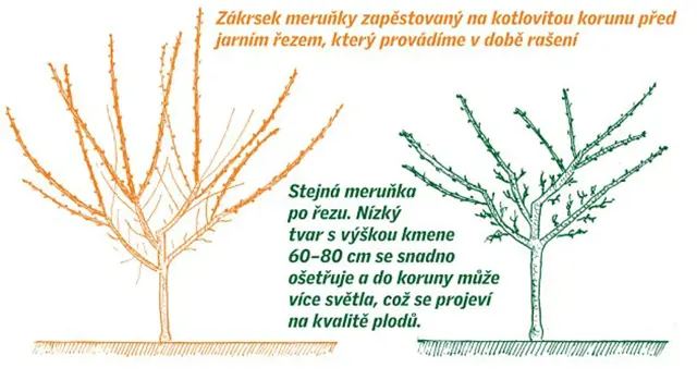 Pestovani Merunek Strihani () Pestovani Merunek Strihani