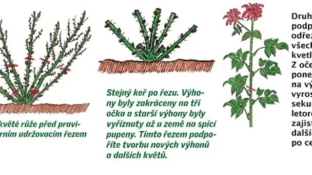 Jak Strihat Ruze (abyste podpořili, pnoucích růží, kvetoucí výhony, oček země) Jak Strihat Ruze
