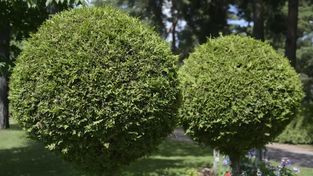 Kdy Hnojit Tuje (kořenového systému, obsahem dusíku, vyšším obsahem) Kdy Hnojit Tuje