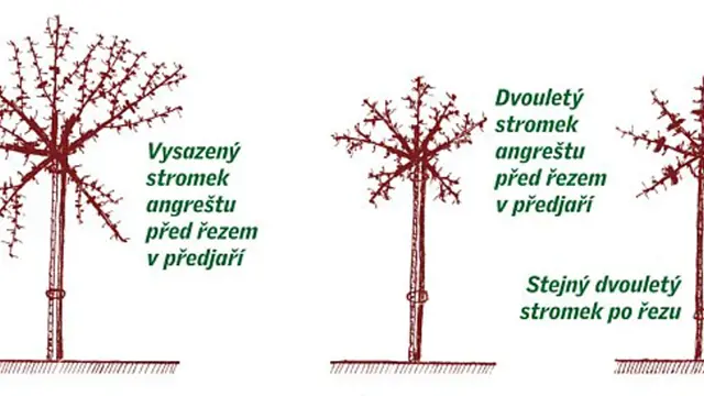 Strihani Angrestu A Rybizu () Strihani Angrestu A Rybizu