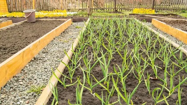 Cesnek Zloutnuti Listu (žloutnutí listů, listů česneku, může vést) Cesnek Zloutnuti Listu