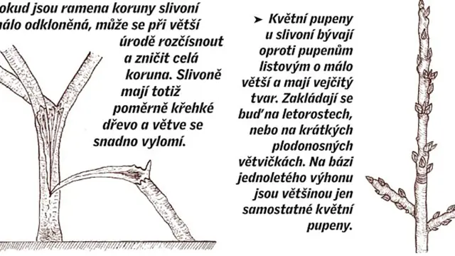 Jak Na Letni Rez Svestek (květních pupenů, letního řezu, letní švestek, vlčích výhonů) Jak Na Letni Rez Svestek