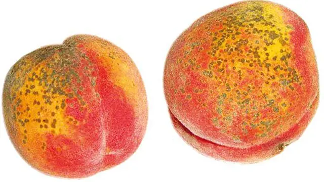 Padli Broskvonove