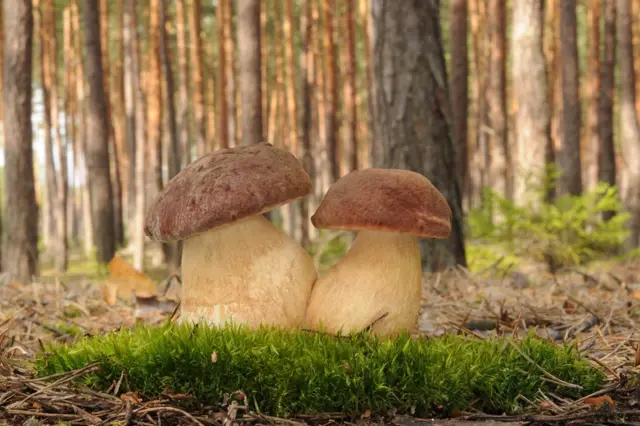 Jak funguje mykorhiza: užitečná informace, která se vyplatí každému houbaři